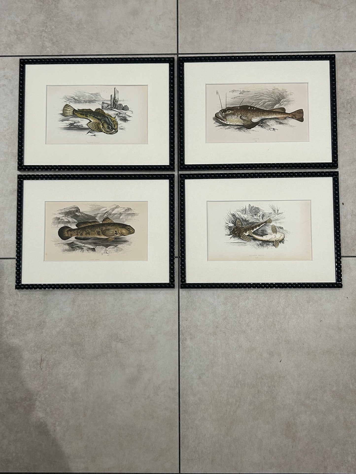 Fabulous fish antique prints set of four in F&B off-black bobbin frames 150yr old 35cm x 26cm