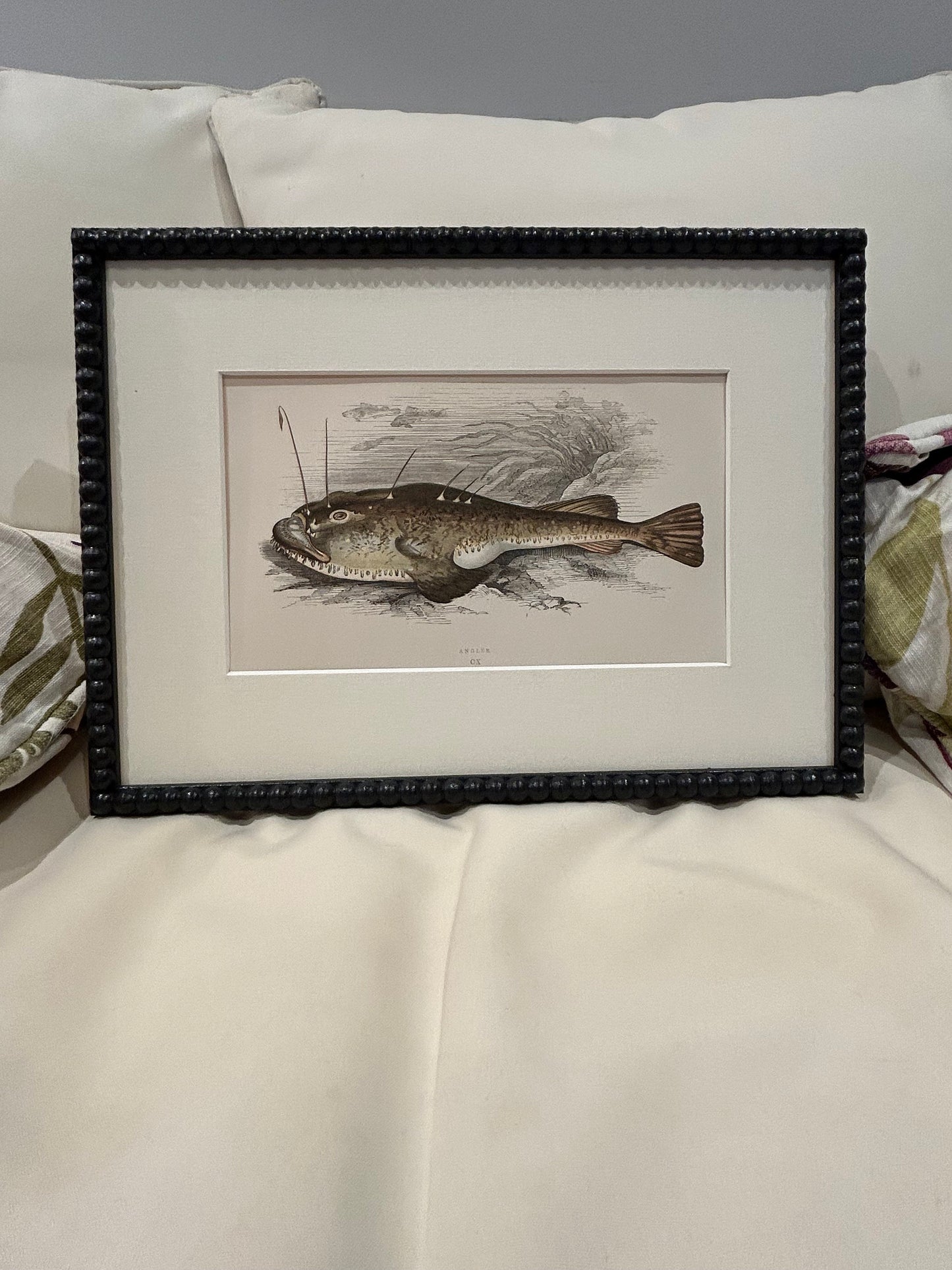 Fabulous fish antique prints set of four in F&B off-black bobbin frames 150yr old 35cm x 26cm
