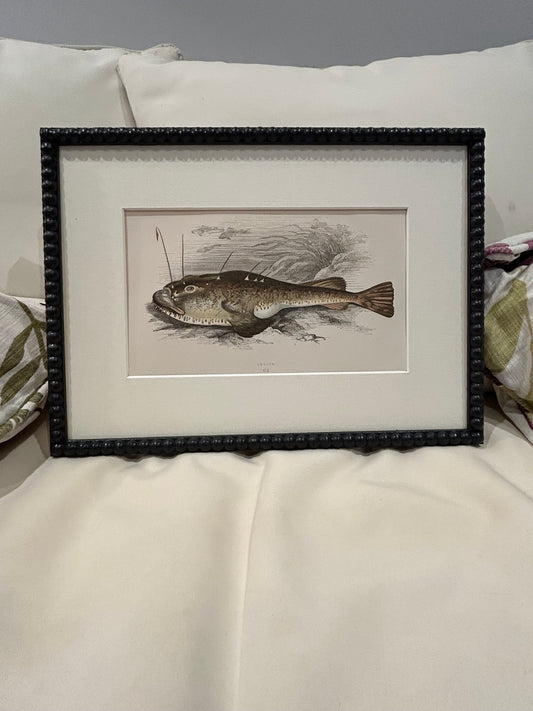 Fabulous fish antique prints set of four in F&B off-black bobbin frames 150yr old 35cm x 26cm
