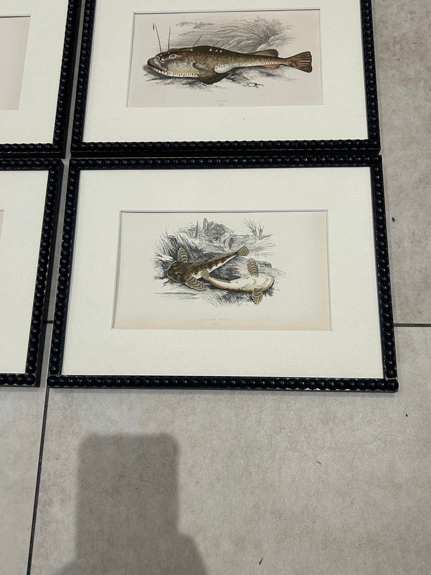 Fabulous fish antique prints set of four in F&B off-black bobbin frames 150yr old 35cm x 26cm