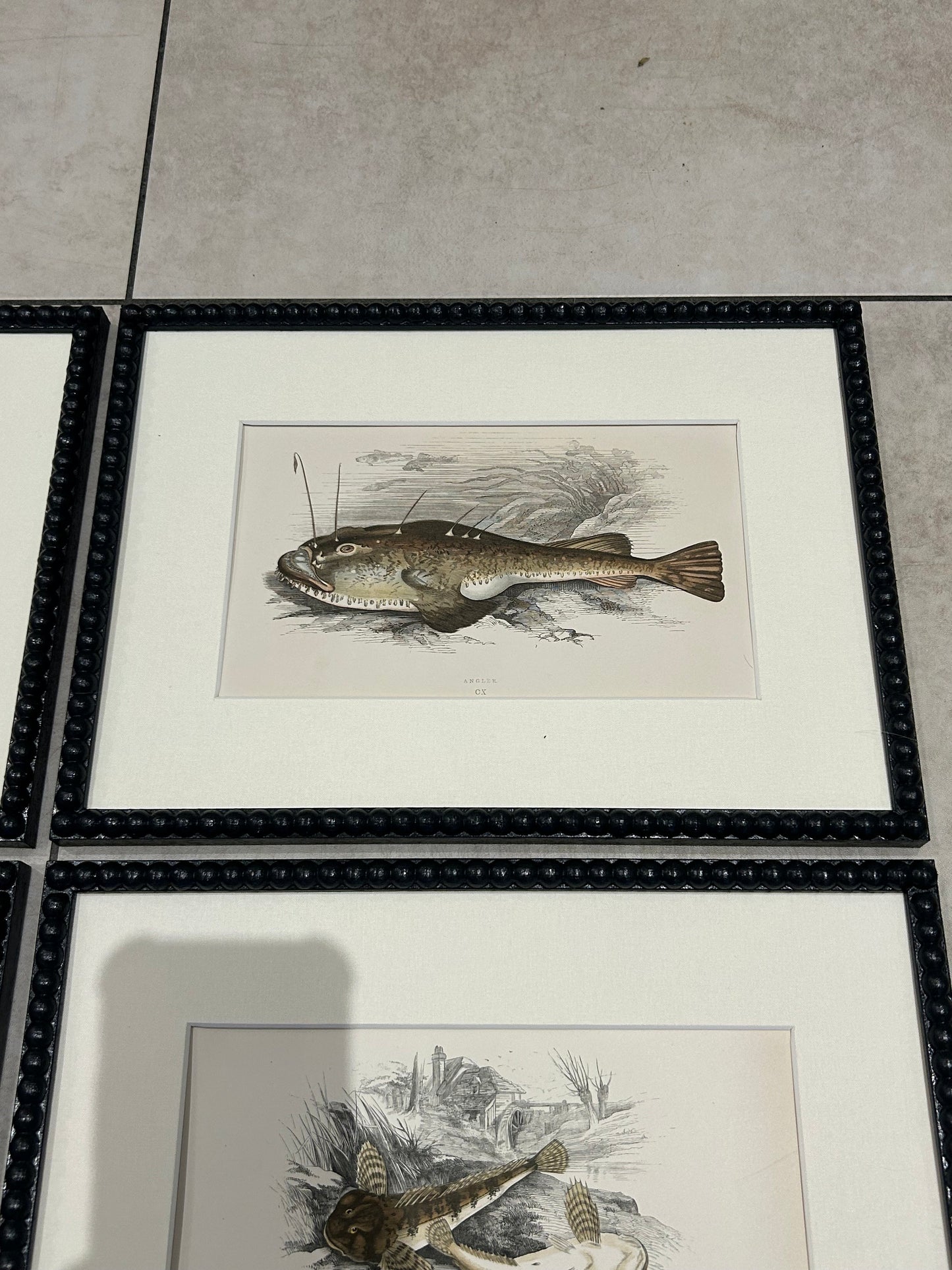 Fabulous fish antique prints set of four in F&B off-black bobbin frames 150yr old 35cm x 26cm