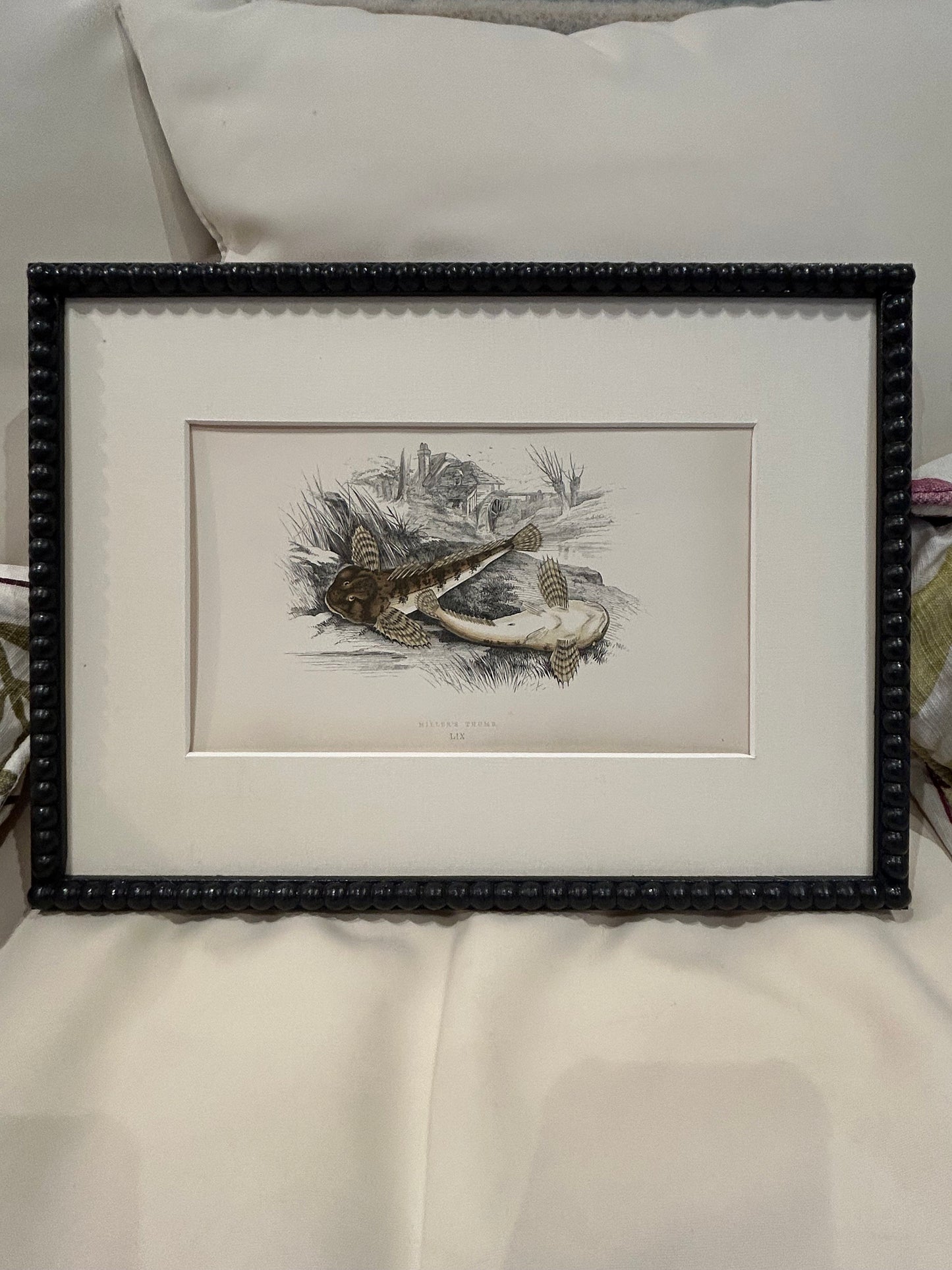 Fabulous fish antique prints set of four in F&B off-black bobbin frames 150yr old 35cm x 26cm
