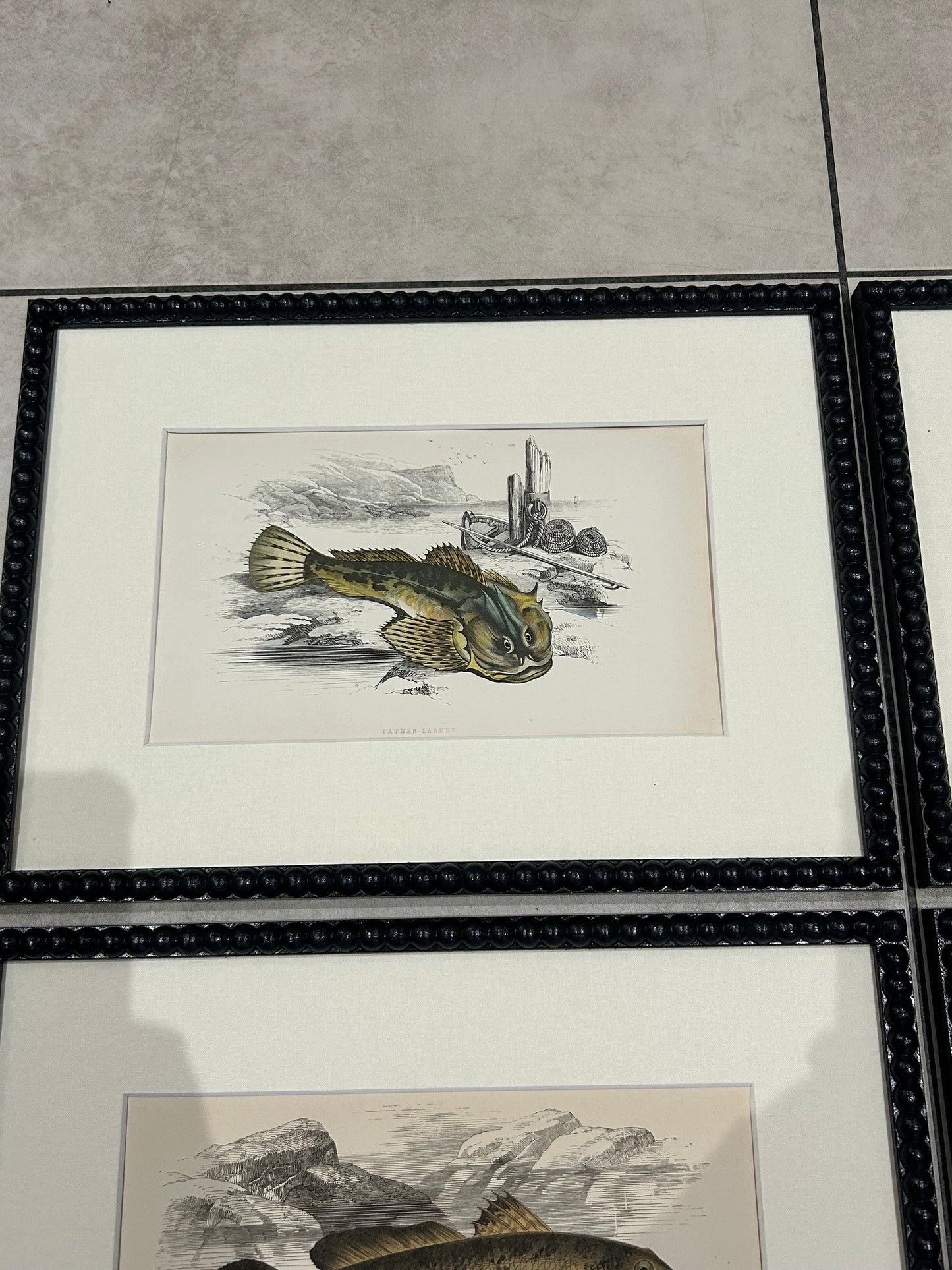Fabulous fish antique prints set of four in F&B off-black bobbin frames 150yr old 35cm x 26cm