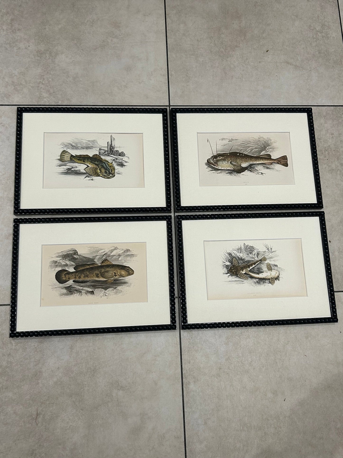 Fabulous fish antique prints set of four in F&B off-black bobbin frames 150yr old 35cm x 26cm