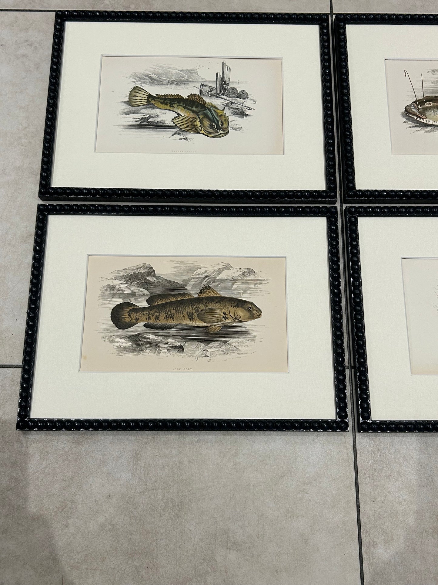 Fabulous fish antique prints set of four in F&B off-black bobbin frames 150yr old 35cm x 26cm