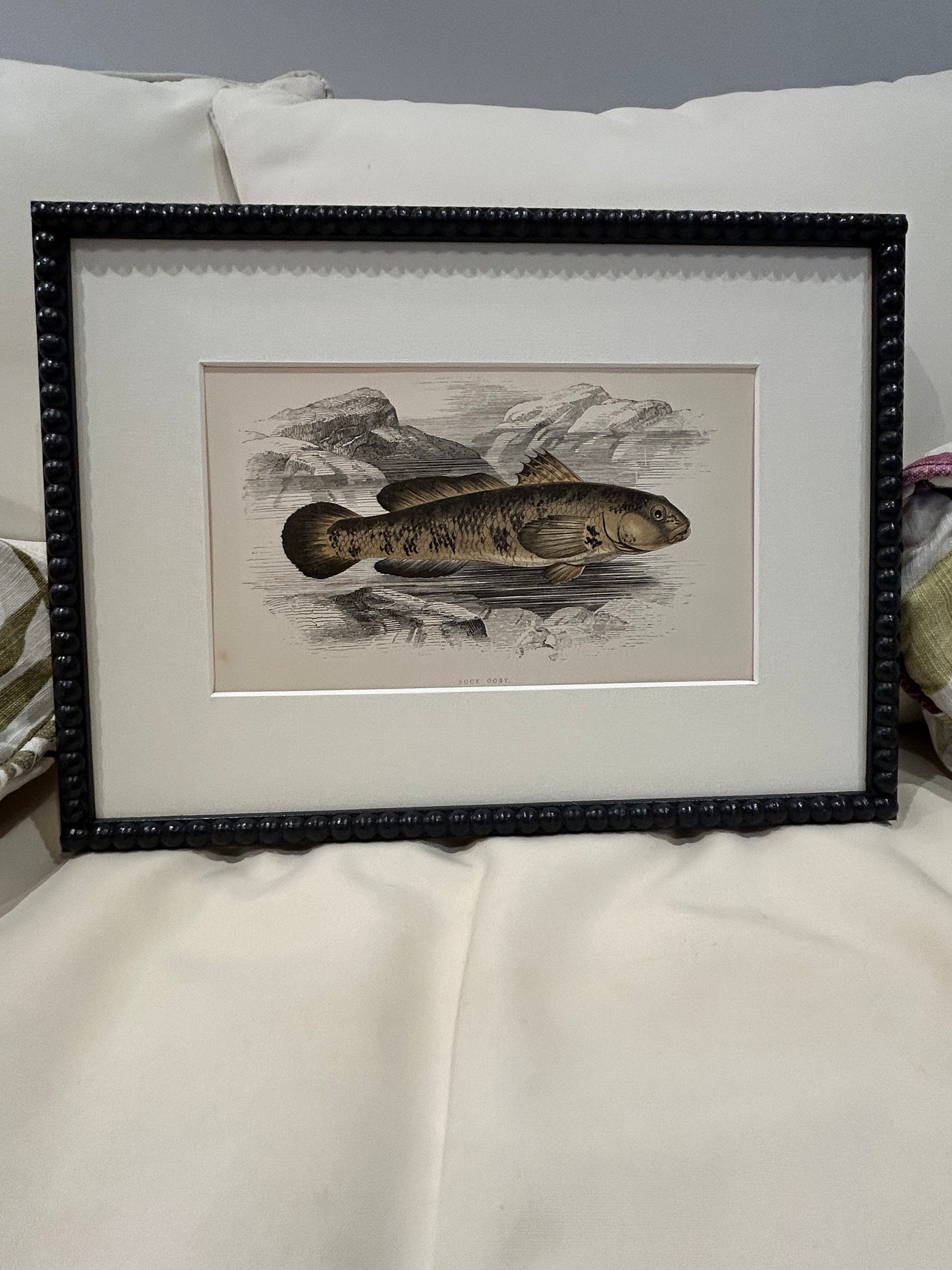 Fabulous fish antique prints set of four in F&B off-black bobbin frames 150yr old 35cm x 26cm